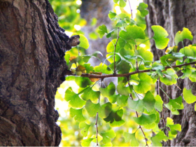 山东沂源南麻街道付家庄村古银杏树的爱情故事
