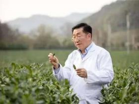 茶界院士陈宗懋:喝茶80多年,研究茶60多年,喝茶的7大建议4大原则