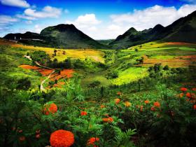 云南星耀生物:以“菌”为笔,科技绘就云岭乡村振兴绿色画卷