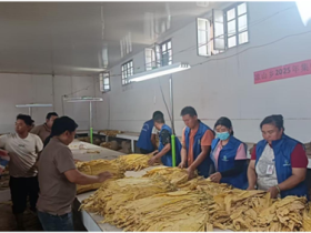 云南省元谋县凉山乡:烤烟开磅收购 喜迎“金叶归仓”