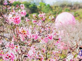 第四届南沙樱花节开幕,文旅盛会升级为 高质量发展平台