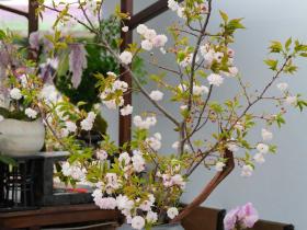 一方庭院,一城生机 | 2026顺德庭院生活季盛大启幕