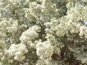 山东沂源:百年流苏树 最美四月天