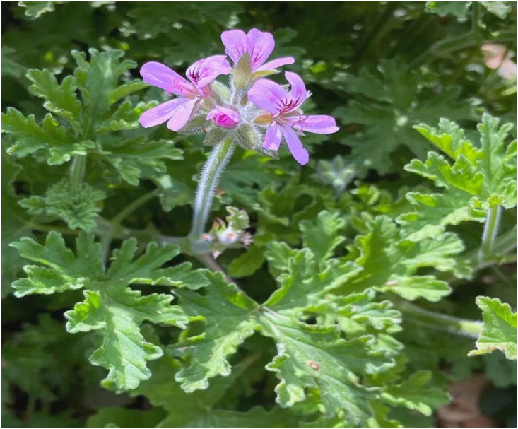 【云南】秋染凉山 丰收正当时-图片2