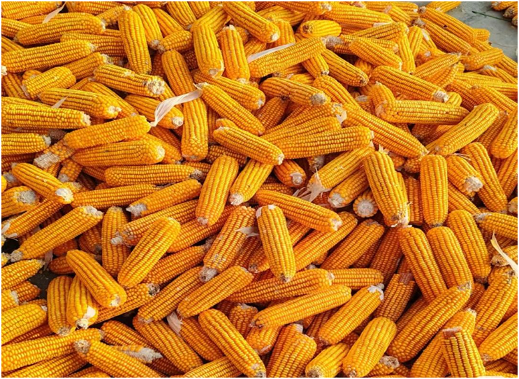 【云南】秋染凉山 丰收正当时-图片3