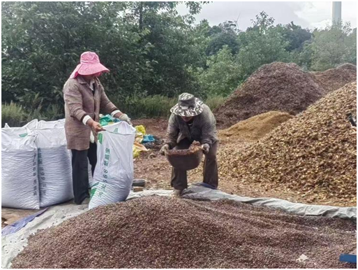 【云南】秋染凉山 丰收正当时-图片4