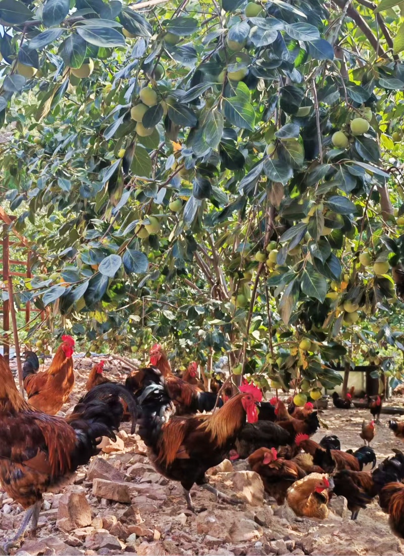 汝阳风情:舌尖上的山野记忆与人文采风之-图片2