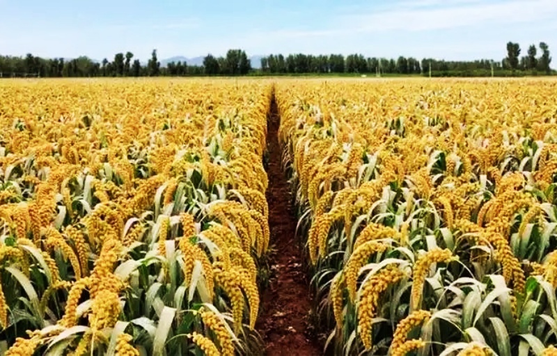 小米情怀-图片4