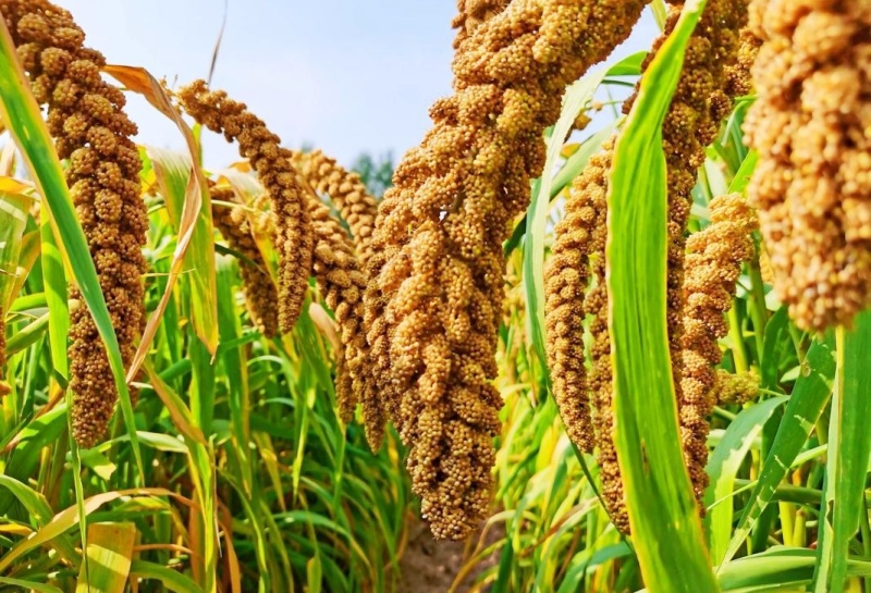 小米情怀-图片5