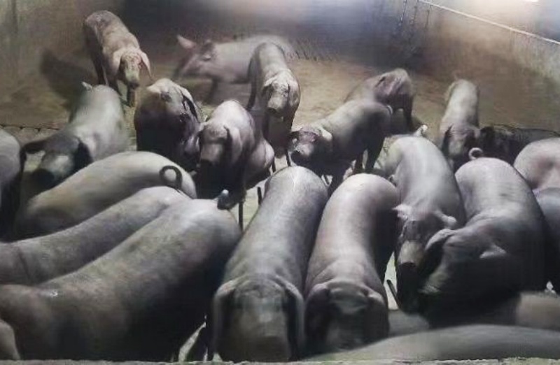 产学研协同打造安全食品生态黑猪肉标杆-图片4