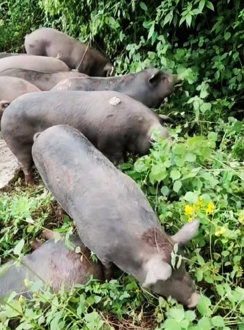 产学研协同打造安全食品生态黑猪肉标杆-图片5