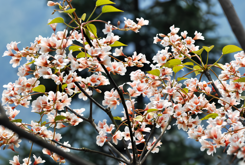 贵州台江县 云海苗乡藏盛景 诗画小河醉田园-图片4