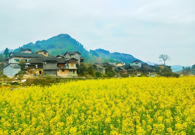 贵州台江县 云海苗乡藏盛景 诗画小河醉田园-图片5