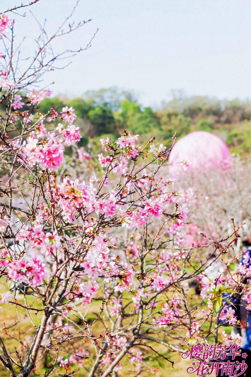 第四届南沙樱花节开幕，文旅盛会升级为 高质量发展平台-图片1