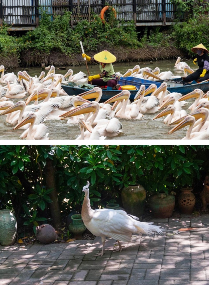 来广州南沙这个小镇colorwalk，每一帧都是春日大片-图片2