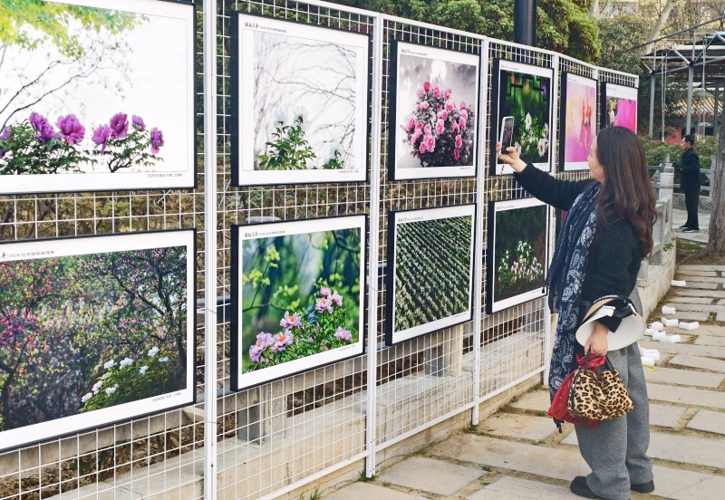 洛阳酒祖兰亭牡丹摄影展:绽放在光影中的牡丹雅韵酒-图片4