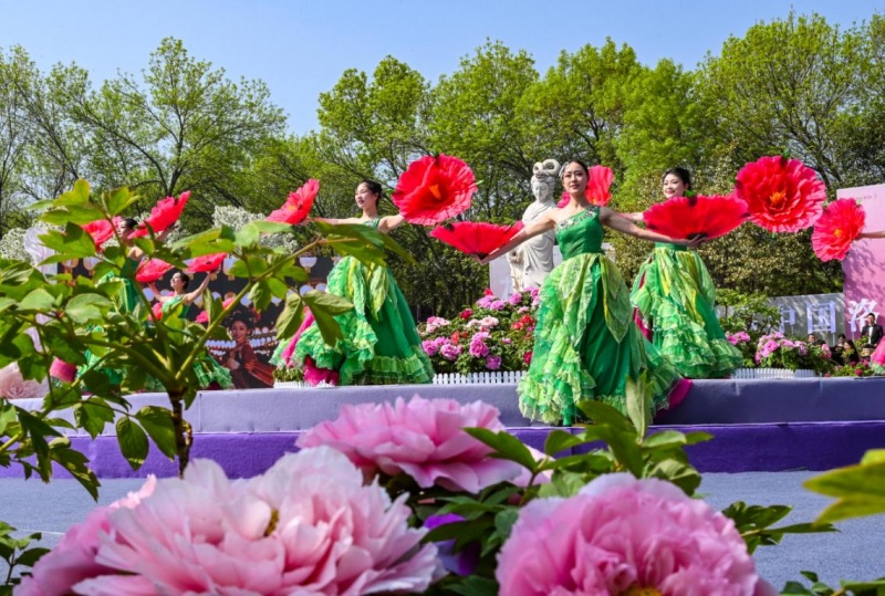 总领群芳是牡丹，一路繁花向洛阳第43届中国洛阳牡丹文化节今日启幕-图片2