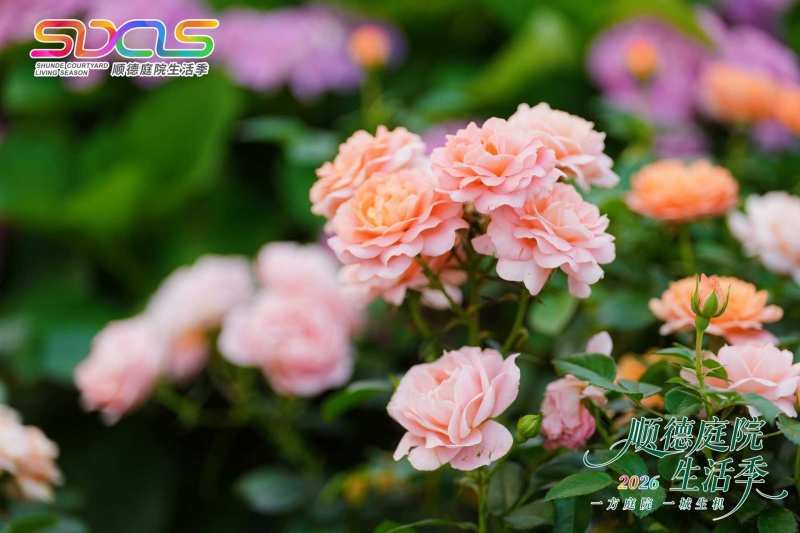一方庭院，一城生机 | 2026顺德庭院生活季盛大启幕-图片4