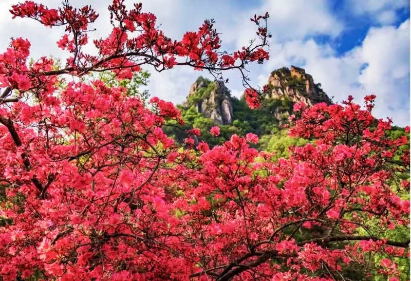 河南汝阳第二十四届杜鹃花赏花季盛大开幕-图片4