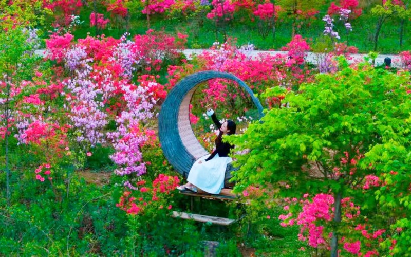 河南汝阳第二十四届杜鹃花赏花季盛大开幕-图片4