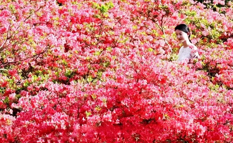 河南汝阳第二十四届杜鹃花赏花季盛大开幕-图片4