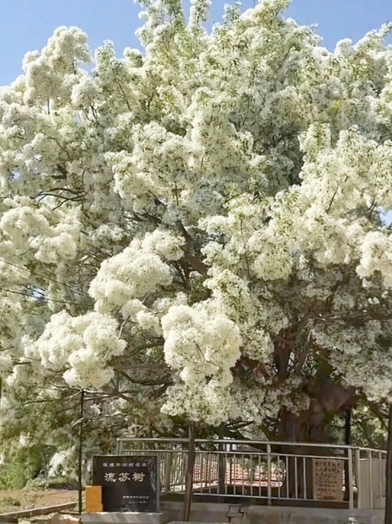 山东沂源：百年流苏树  最美四月天-图片1