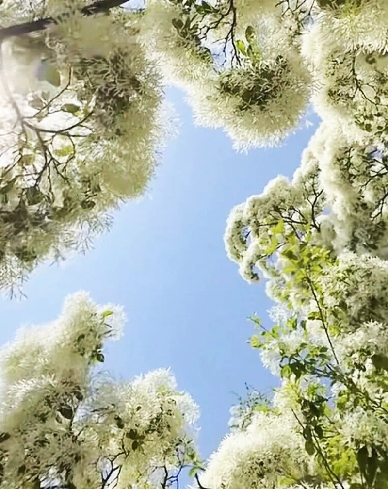 山东沂源：百年流苏树  最美四月天-图片2