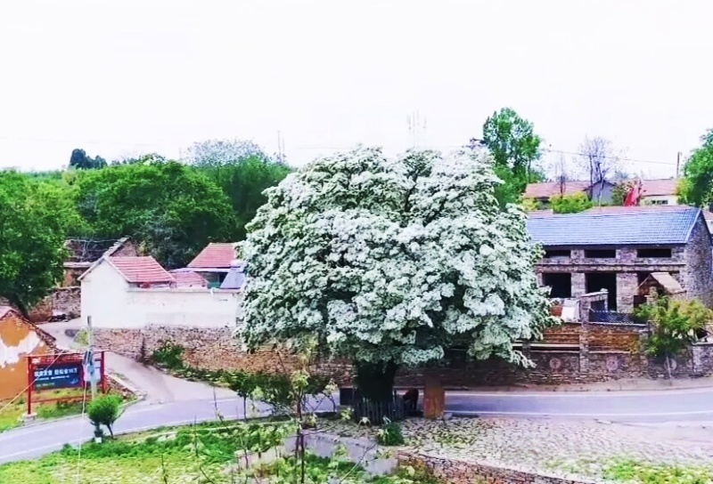 山东沂源：百年流苏树  最美四月天-图片3