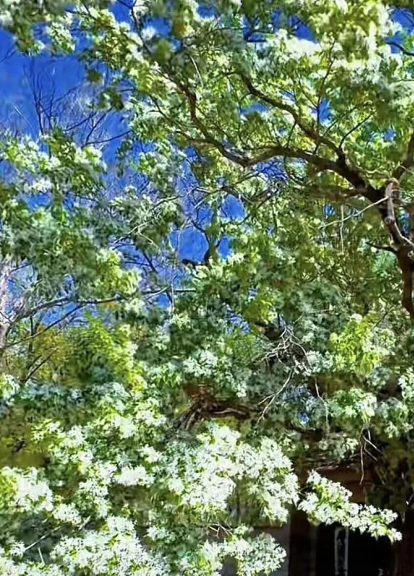 山东沂源：百年流苏树  最美四月天-图片4