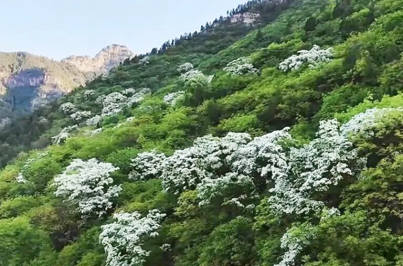 山东沂源：百年流苏树  最美四月天-图片5