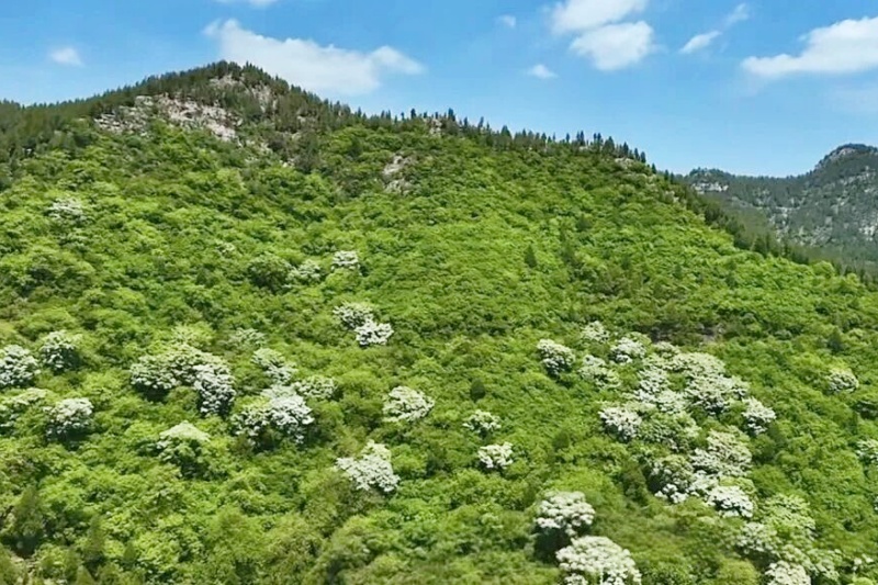 山东沂源：百年流苏树  最美四月天-图片6