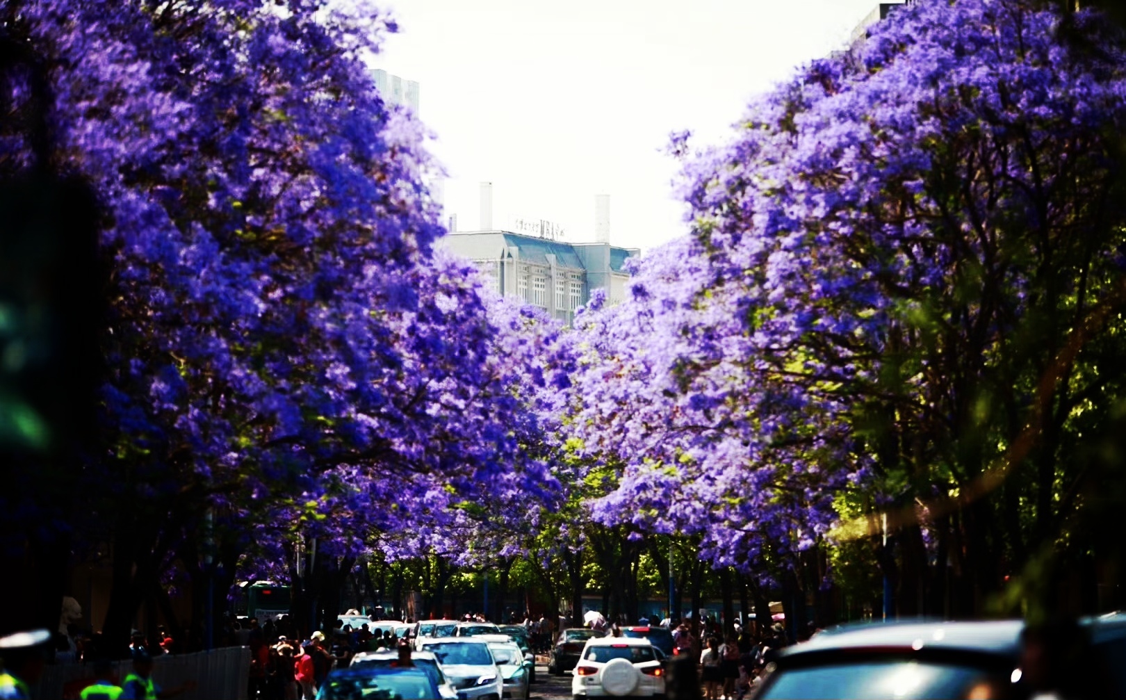 一朵花与一座城的双向奔赴-图片3