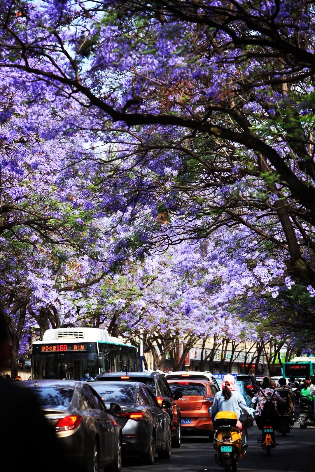 一朵花与一座城的双向奔赴-图片2