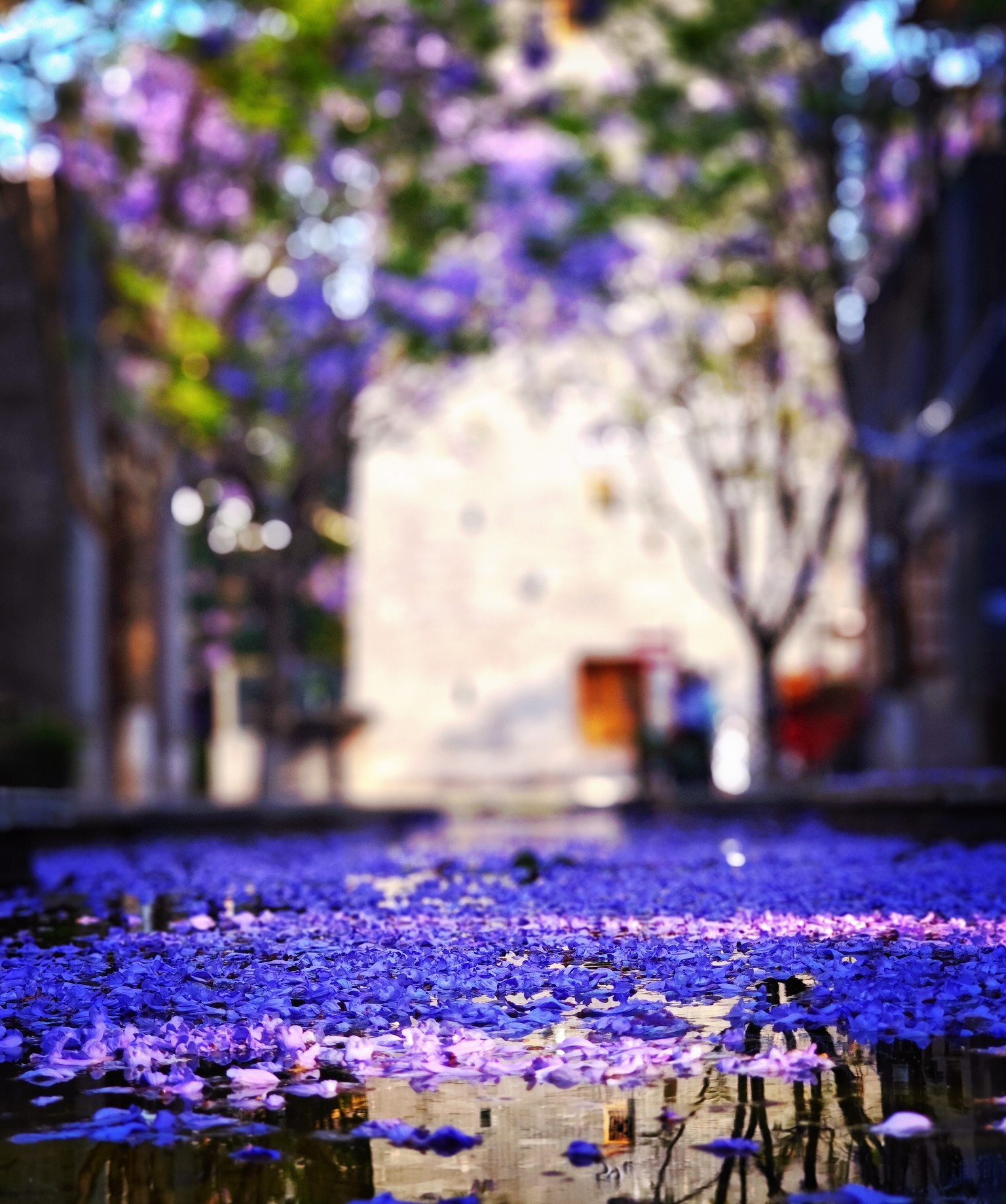 一朵花与一座城的双向奔赴-图片5