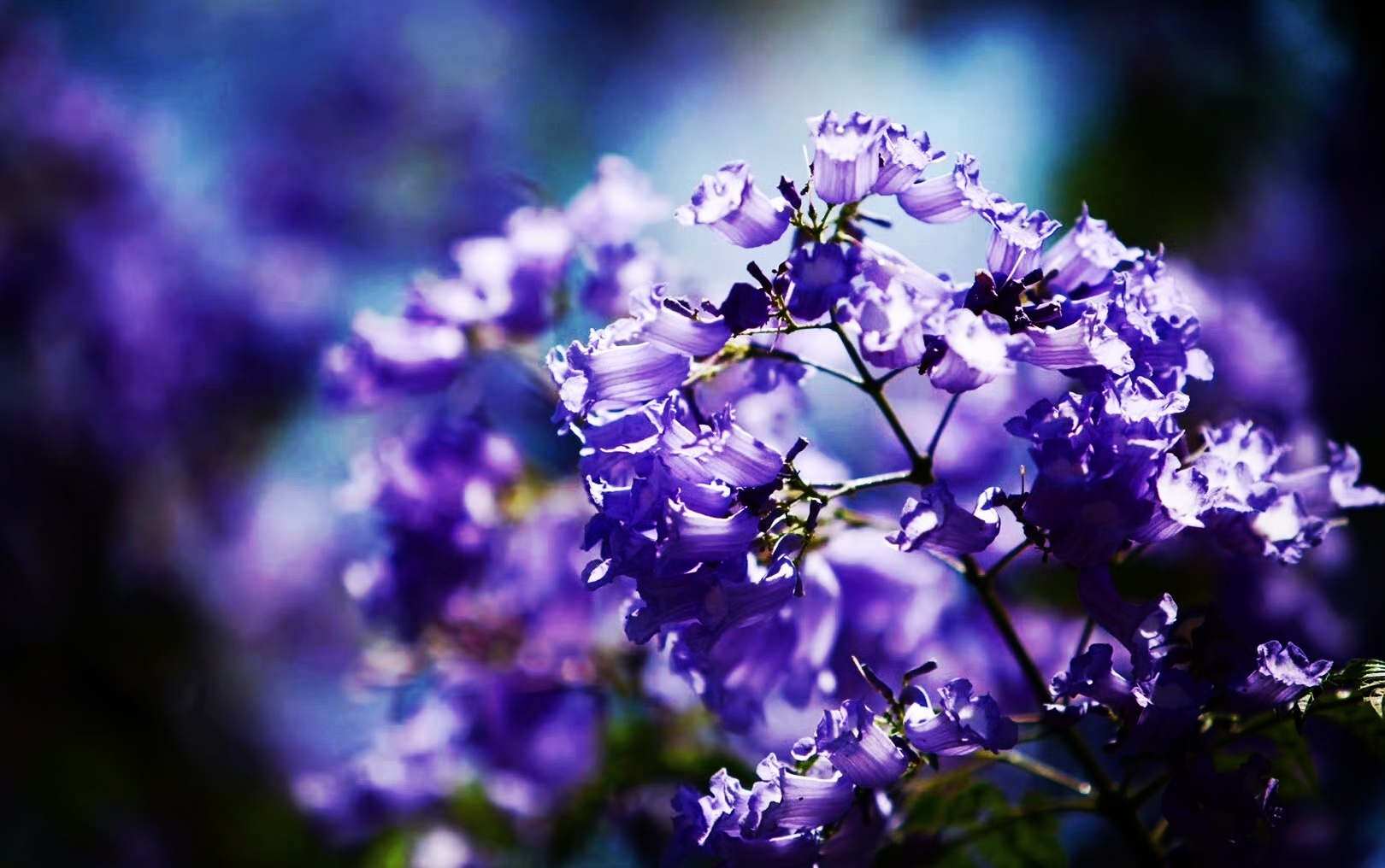 一朵花与一座城的双向奔赴-图片4