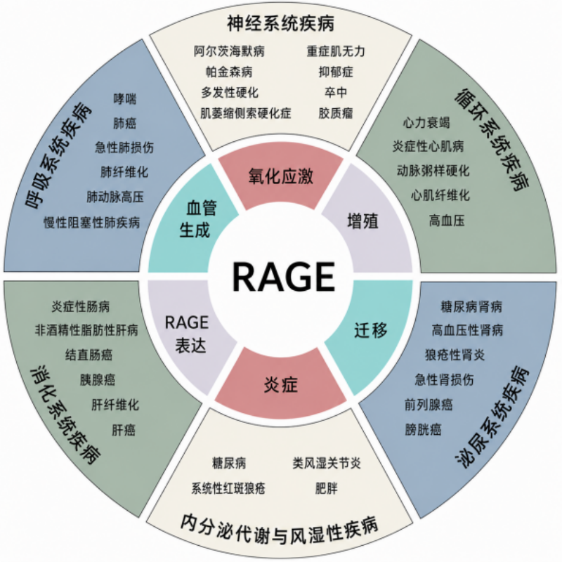 全球首个“长寿疫苗”明年推出将于2028年上市,人类有望活到150岁?-图片3