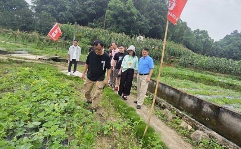 深耕绿色有机农业 共探品质发展之路—各界专家组团考察巴南区东温泉镇绿色有机蔬菜种植基地-图片2